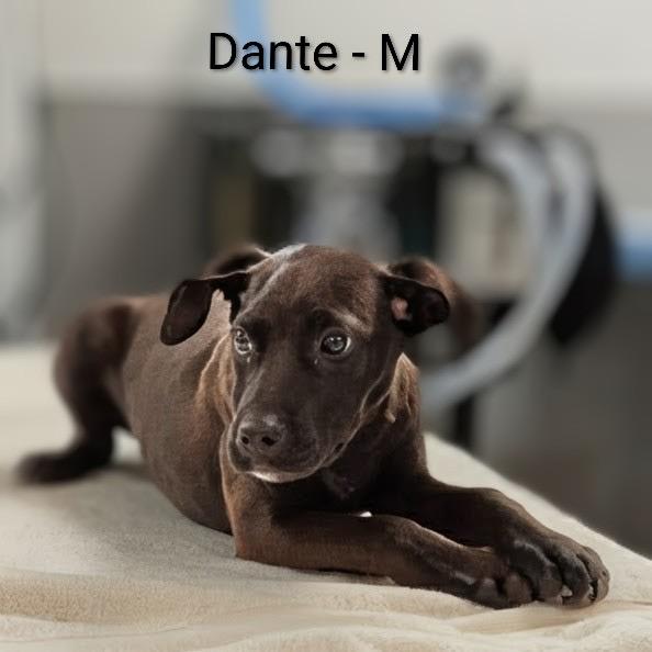 Dante, a Adoptable mixed breed in Griswold, CT image 1/6