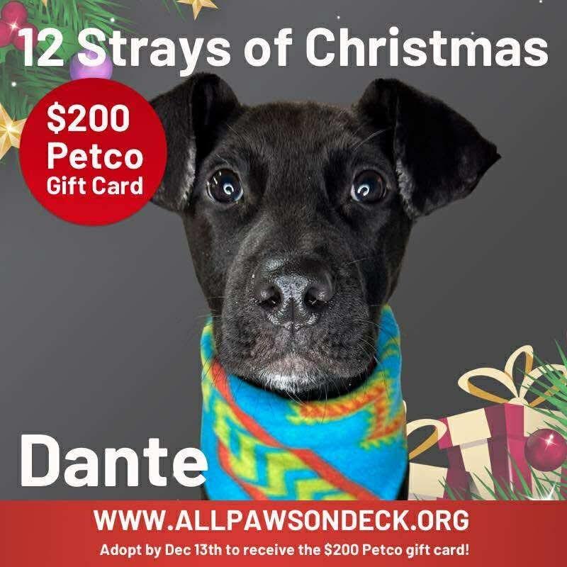 Dante, a Adoptable mixed breed in Griswold, CT image 2/6