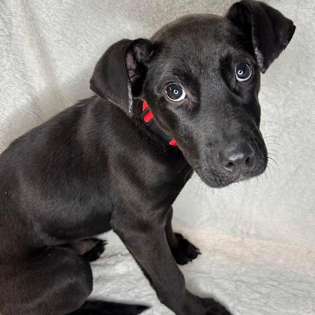 Dante, Adoptable, Puppy Male Labrador Retriever & Pit Bull Terrier.