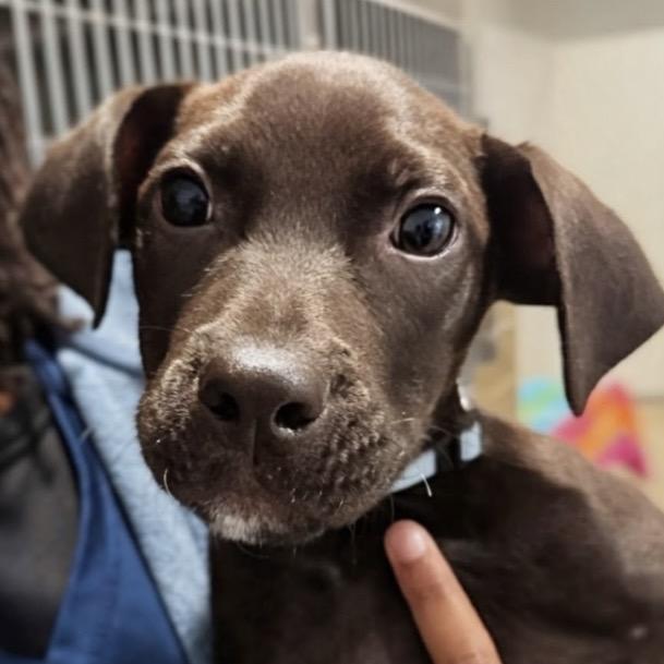 Dante, a Adoptable mixed breed in Griswold, CT image 3/6