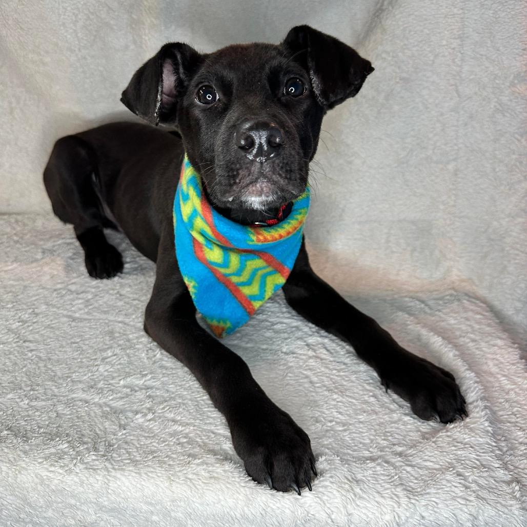 Dante, a Adoptable mixed breed in Griswold, CT image 4/6