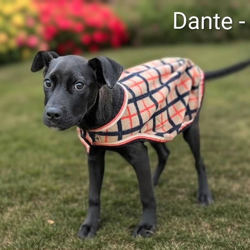 Dante, a Adoptable mixed breed in Griswold, CT image 5/6