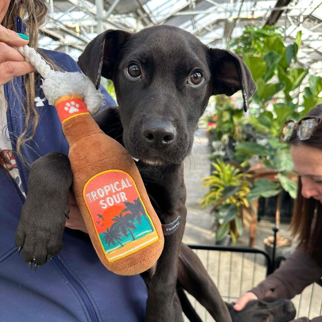 Dante, a Adoptable mixed breed in Griswold, CT image 6/6