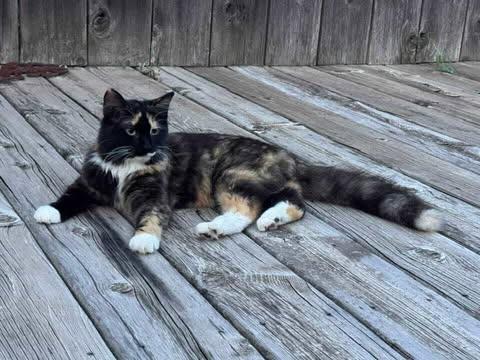 Poppi, Adopted, Young Female Tortoiseshell.