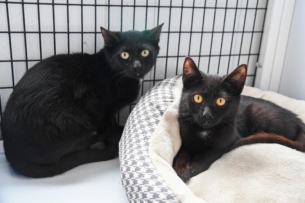 Benedict, Adoptable, Young Male Domestic Short Hair.