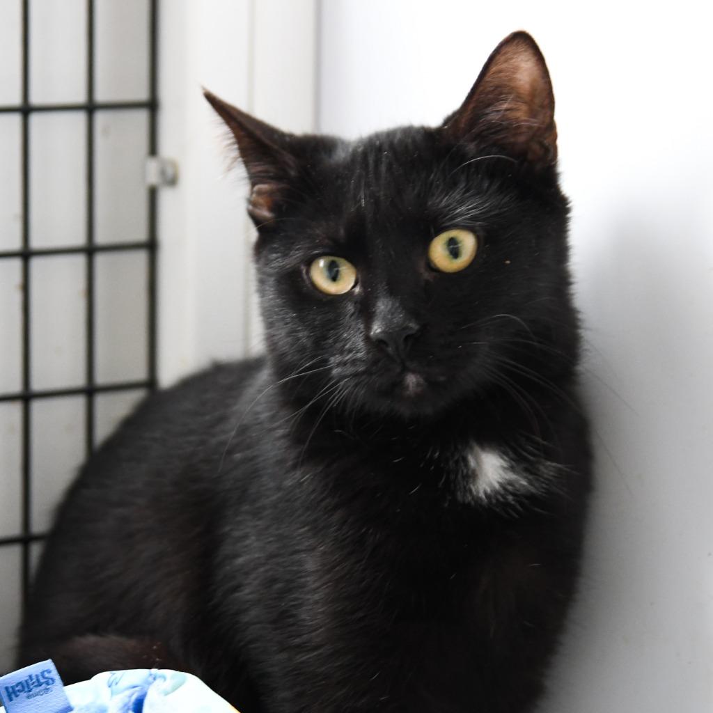 Benedict, a Adoptable mixed breed in Ewing, NJ image 2/3