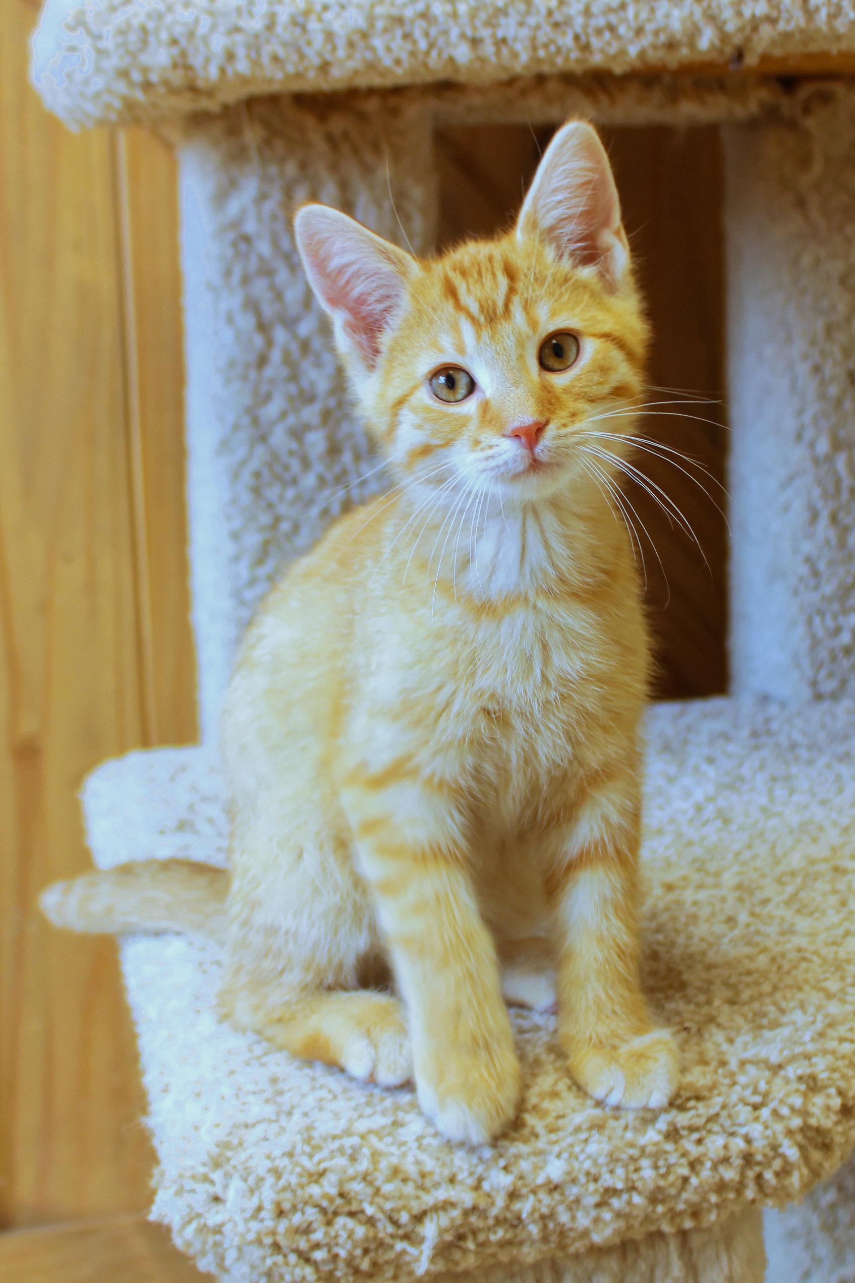 Enlarge Cheddar, an adopted Domestic Short Hair in Urbana, OH image 1/6