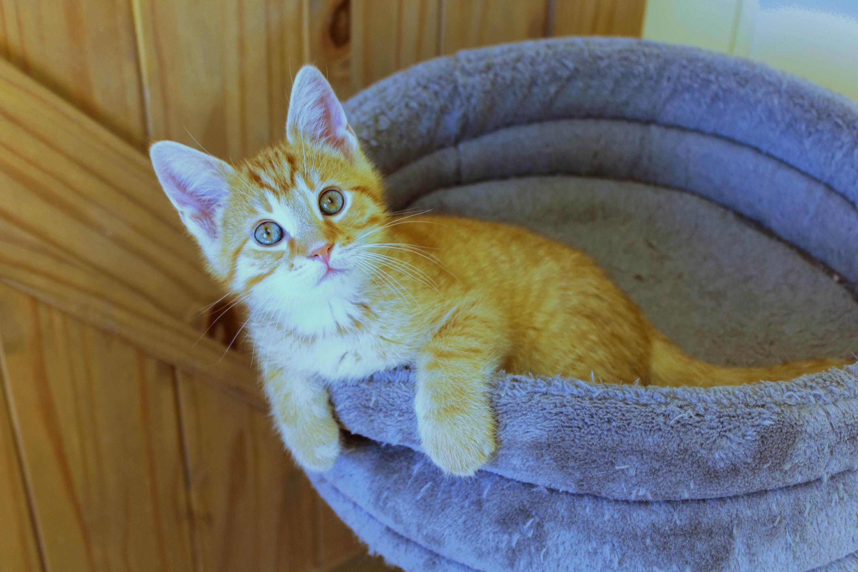 Enlarge Cheddar, an adopted Domestic Short Hair in Urbana, OH image 2/6