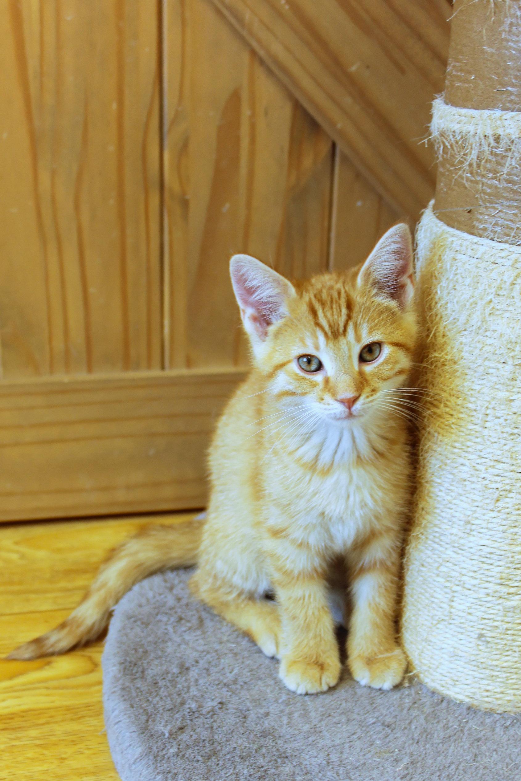 Enlarge Cheddar, an adopted Domestic Short Hair in Urbana, OH image 4/6