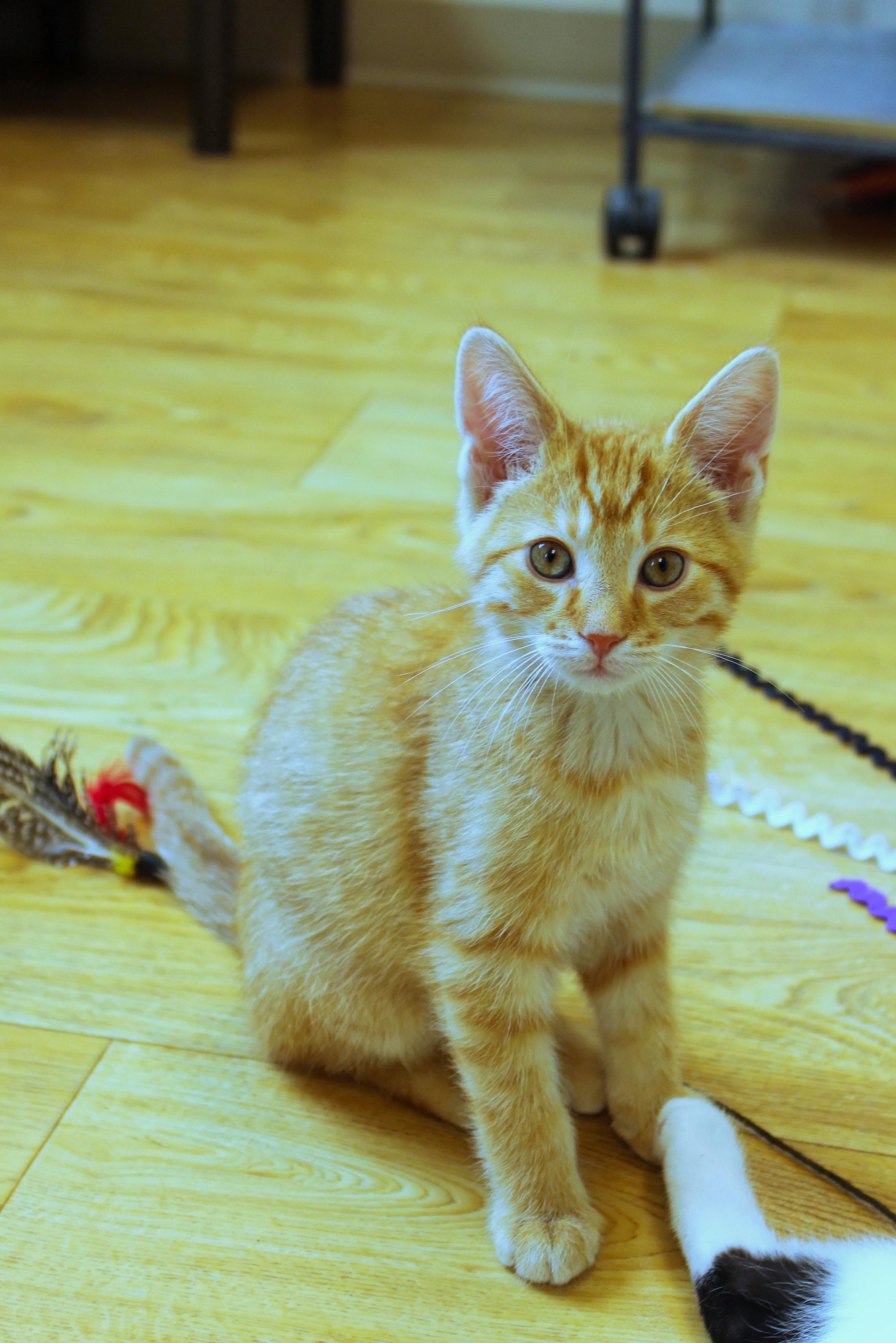 Enlarge Cheddar, an adopted Domestic Short Hair in Urbana, OH image 3/6