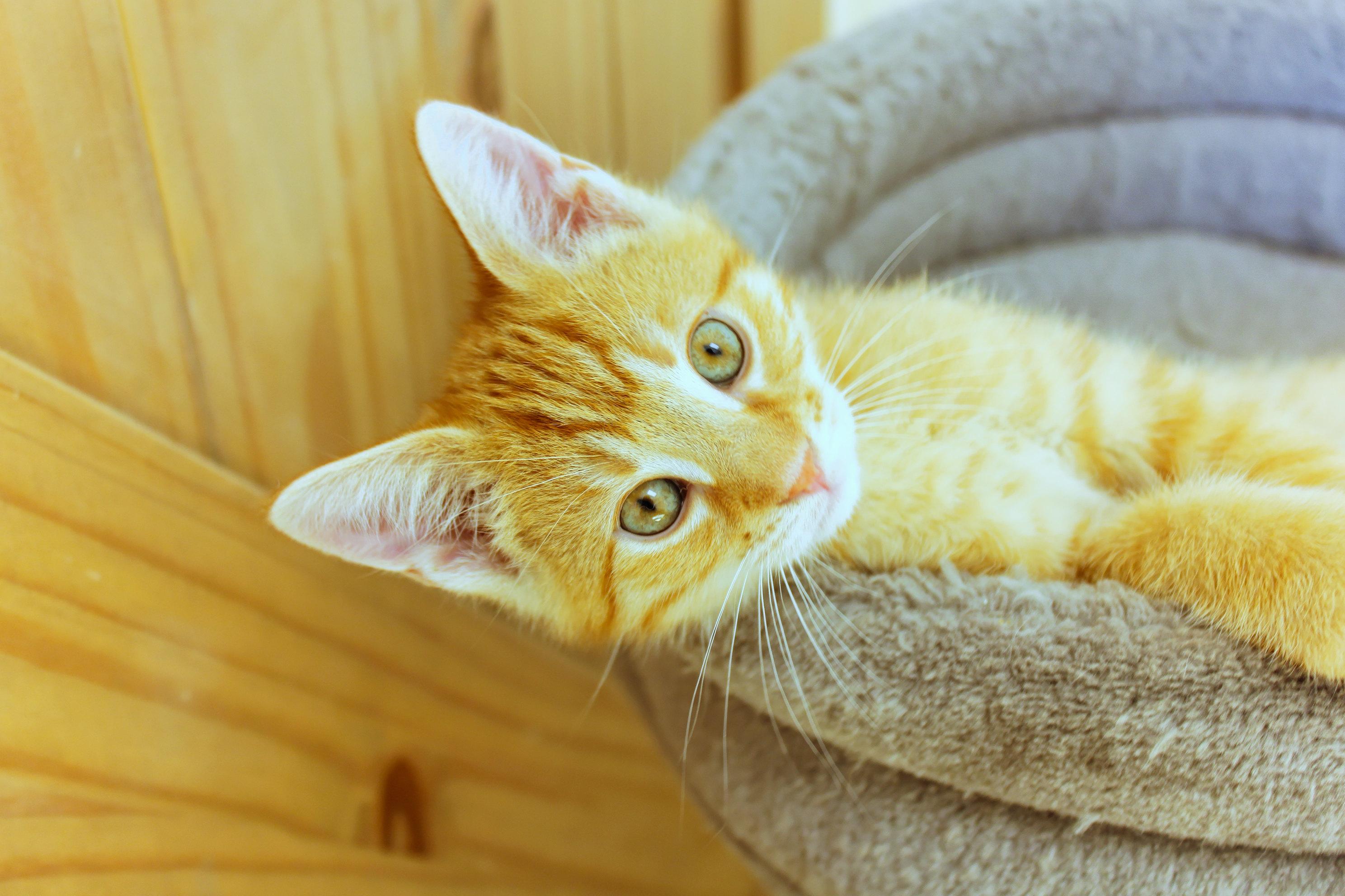 Enlarge Cheddar, an adopted Domestic Short Hair in Urbana, OH image 5/6