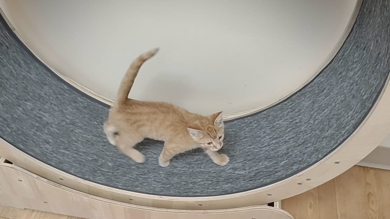 Enlarge Cheddar, an adopted Domestic Short Hair in Urbana, OH video 6/6