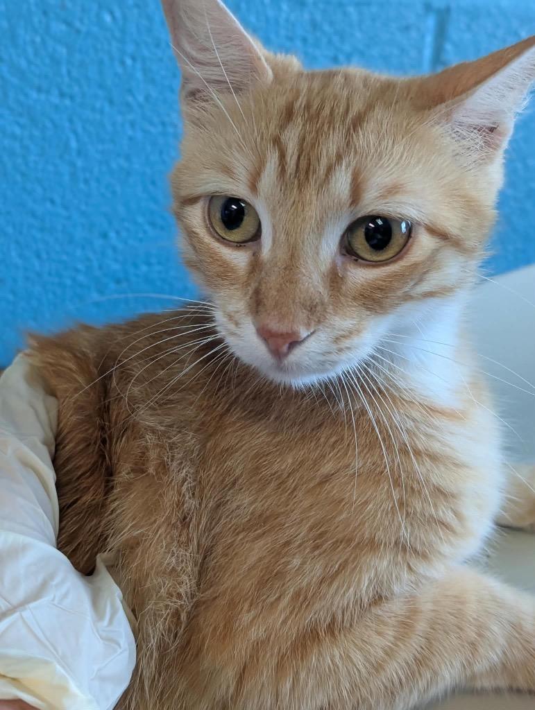 Belladonna, Adoptable, Young Female Domestic Short Hair.