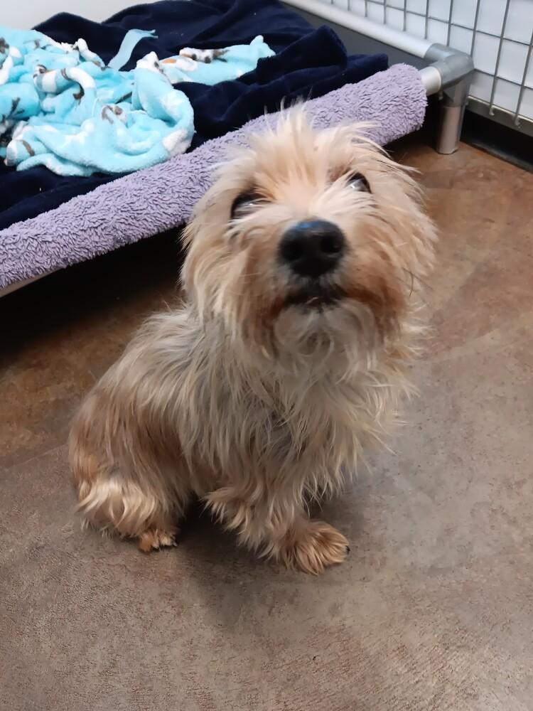 Tigger, Adopted, Adult Male Yorkshire Terrier & Terrier.