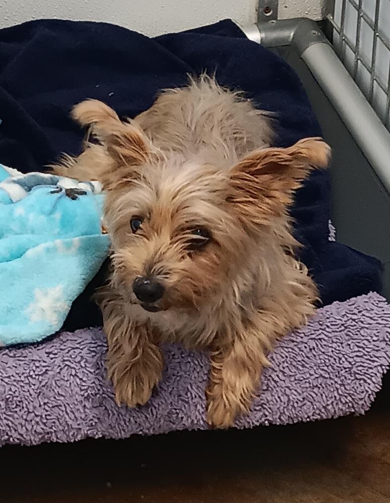 Enlarge Tigger, a Adopted mixed breed in Challis, ID image 2/2