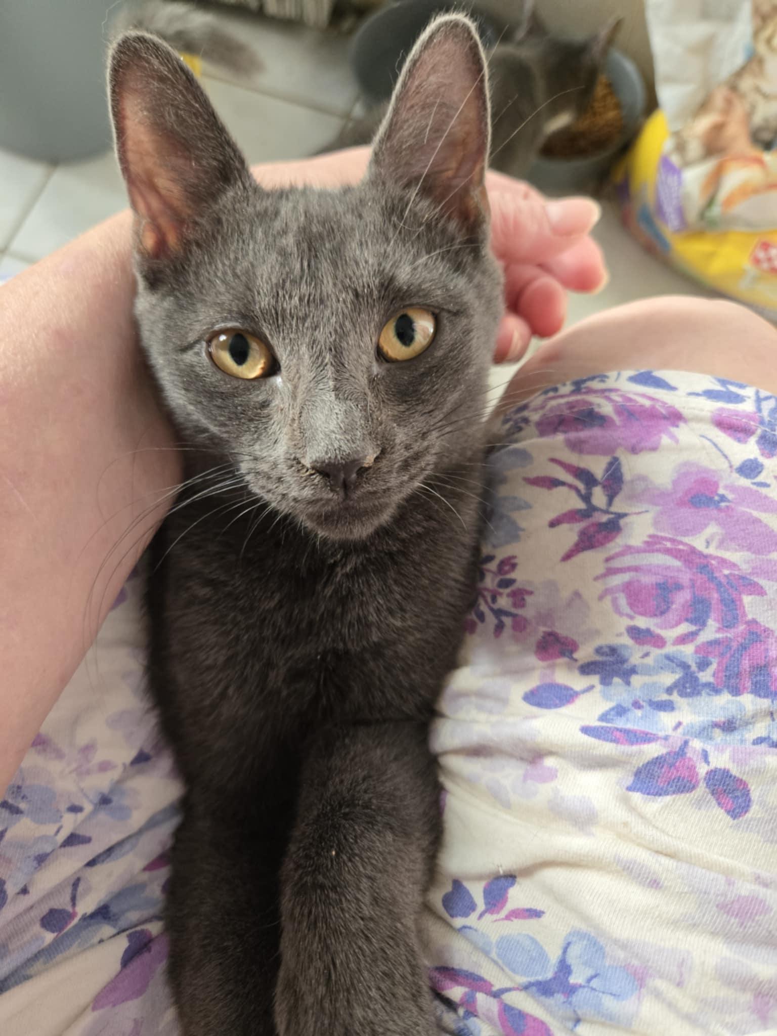 Bonsai, a Adoptable Domestic Short Hair in Warren, NJ image 1/4