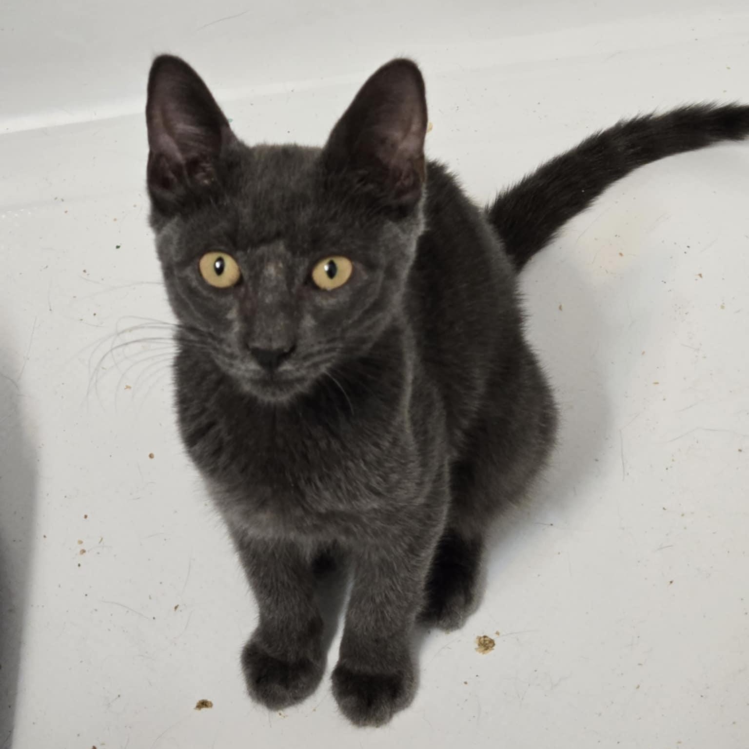 Bonsai, Adoptable, Kitten Male Domestic Short Hair.