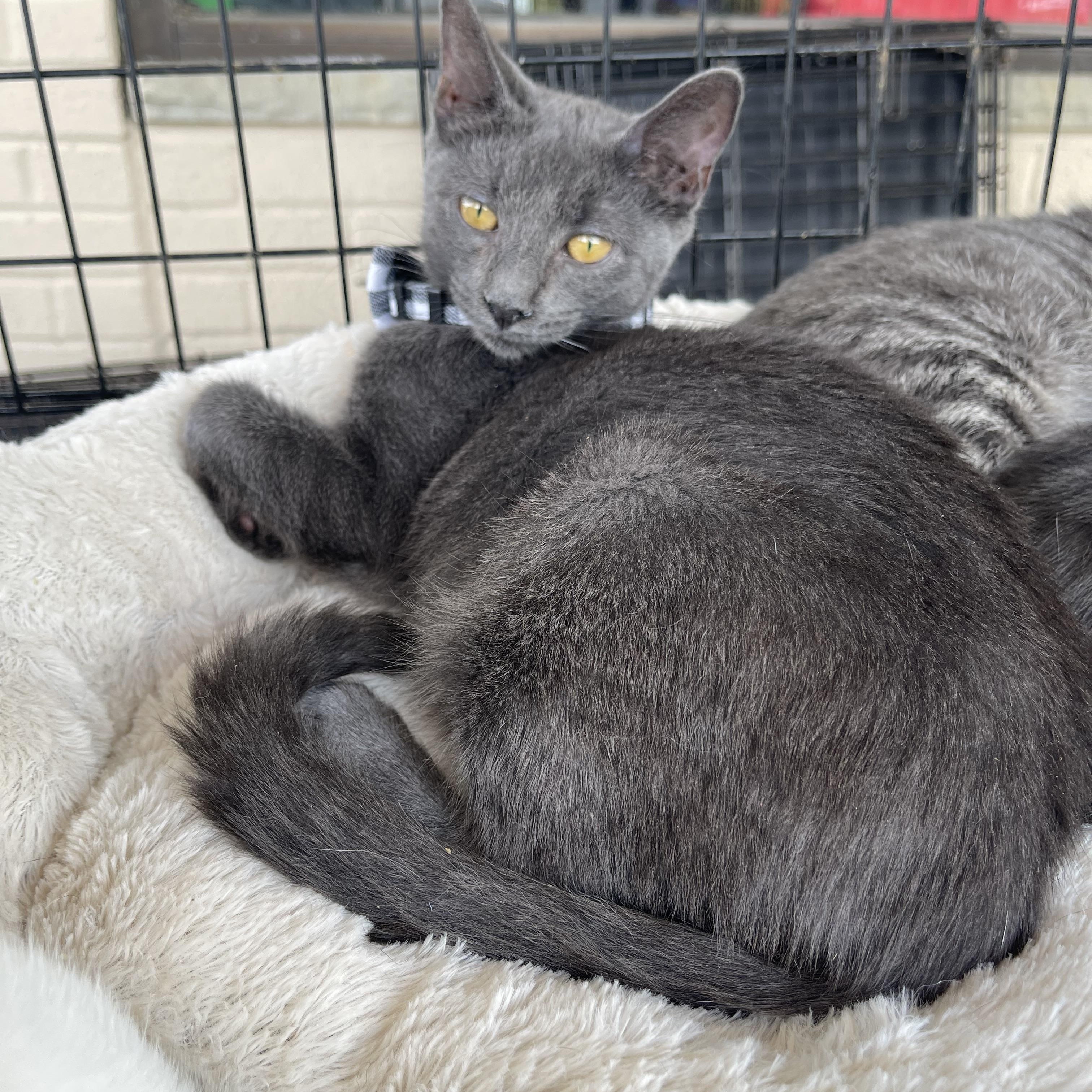 Bonsai, a Adoptable Domestic Short Hair in Warren, NJ image 2/4