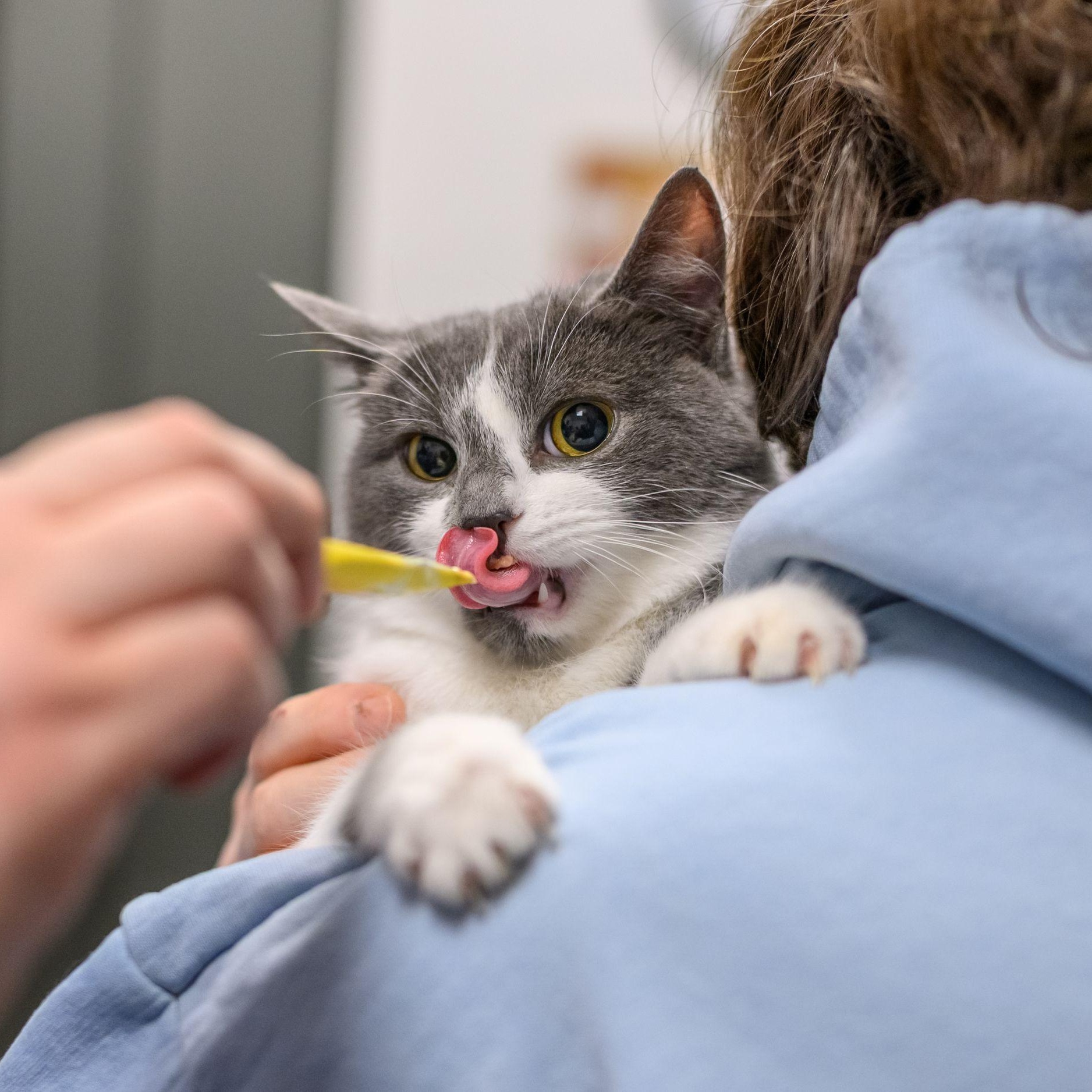 Enlarge CHOWDER, a ADOPTABLE Domestic Short Hair in Hamilton, NJ image 2/6