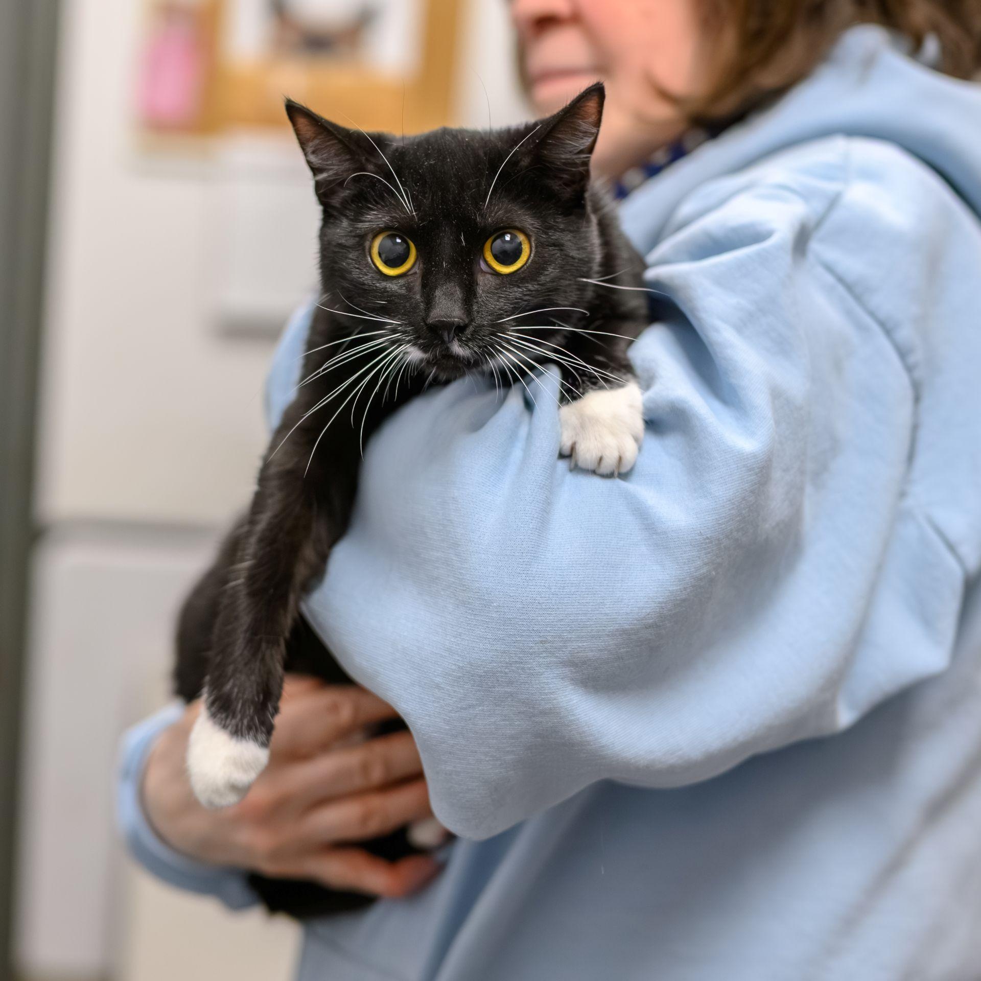 Enlarge CHOWDER, a ADOPTABLE Domestic Short Hair in Hamilton, NJ image 5/6