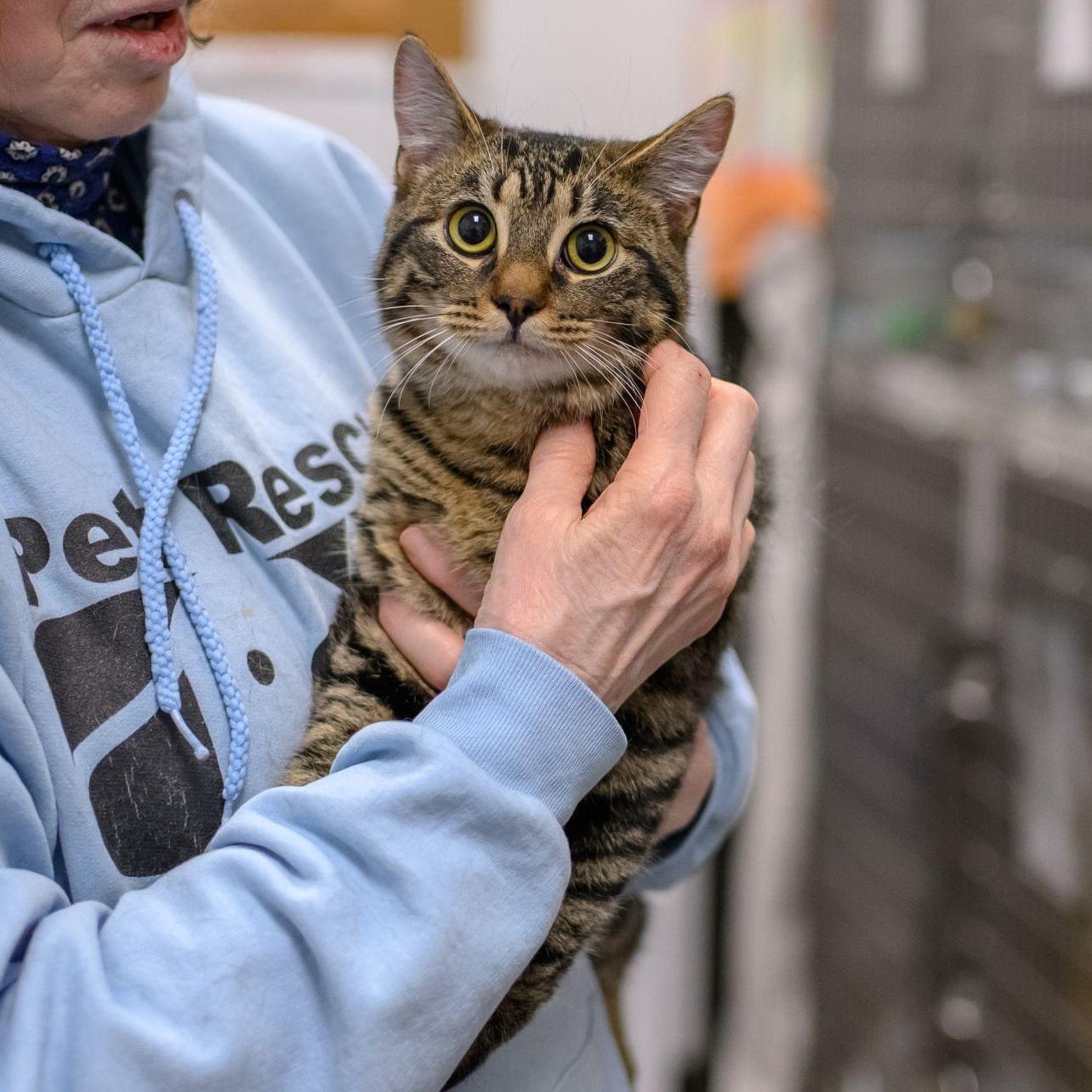 Enlarge CHOWDER, a ADOPTABLE Domestic Short Hair in Hamilton, NJ image 6/6