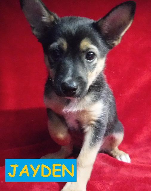 Jayden, Adoptable, Senior Male German Shepherd Dog & Terrier.