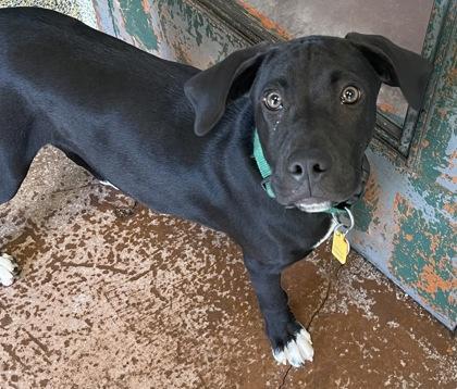 Altra, a Adoptable Mixed Breed in Stanwood, WA image 2/2
