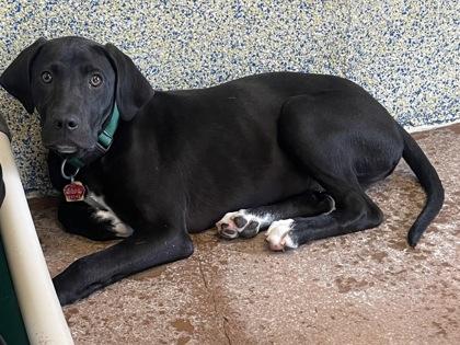 Altra, a Adoptable Mixed Breed in Stanwood, WA image 1/2