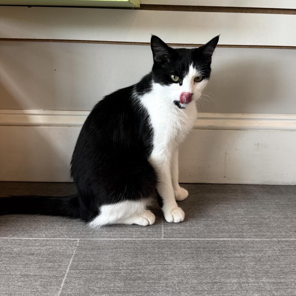 Liberty, Adoptable, Young Female Domestic Short Hair.