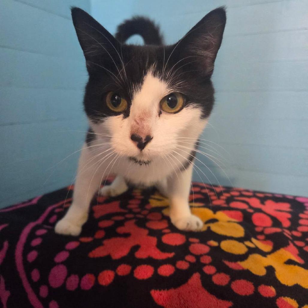 Liberty, Adoptable, Young Female Domestic Short Hair.