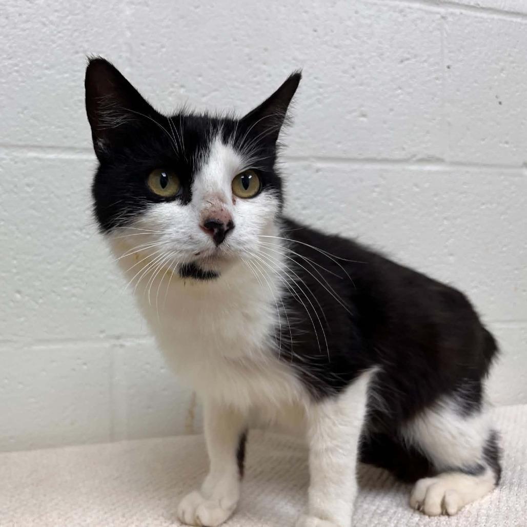 Enlarge Liberty, a Adoptable Domestic Short Hair in Harrisonburg, VA image 2/3