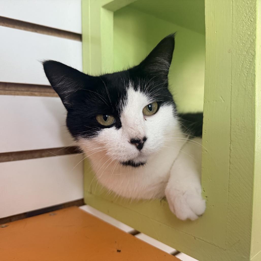 Enlarge Liberty, a Adoptable Domestic Short Hair in Harrisonburg, VA image 4/6