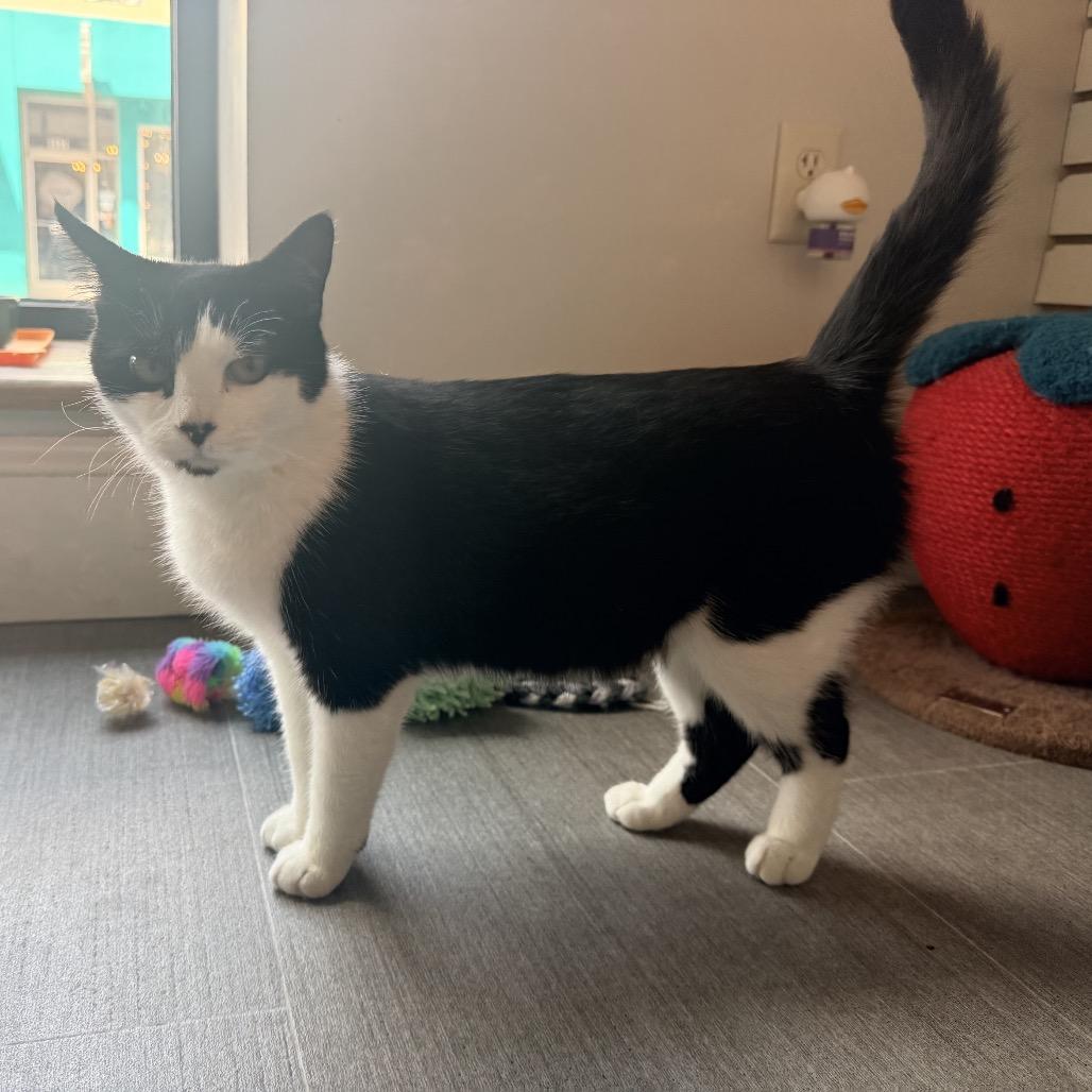 Enlarge Liberty, a Adoptable Domestic Short Hair in Harrisonburg, VA image 5/6