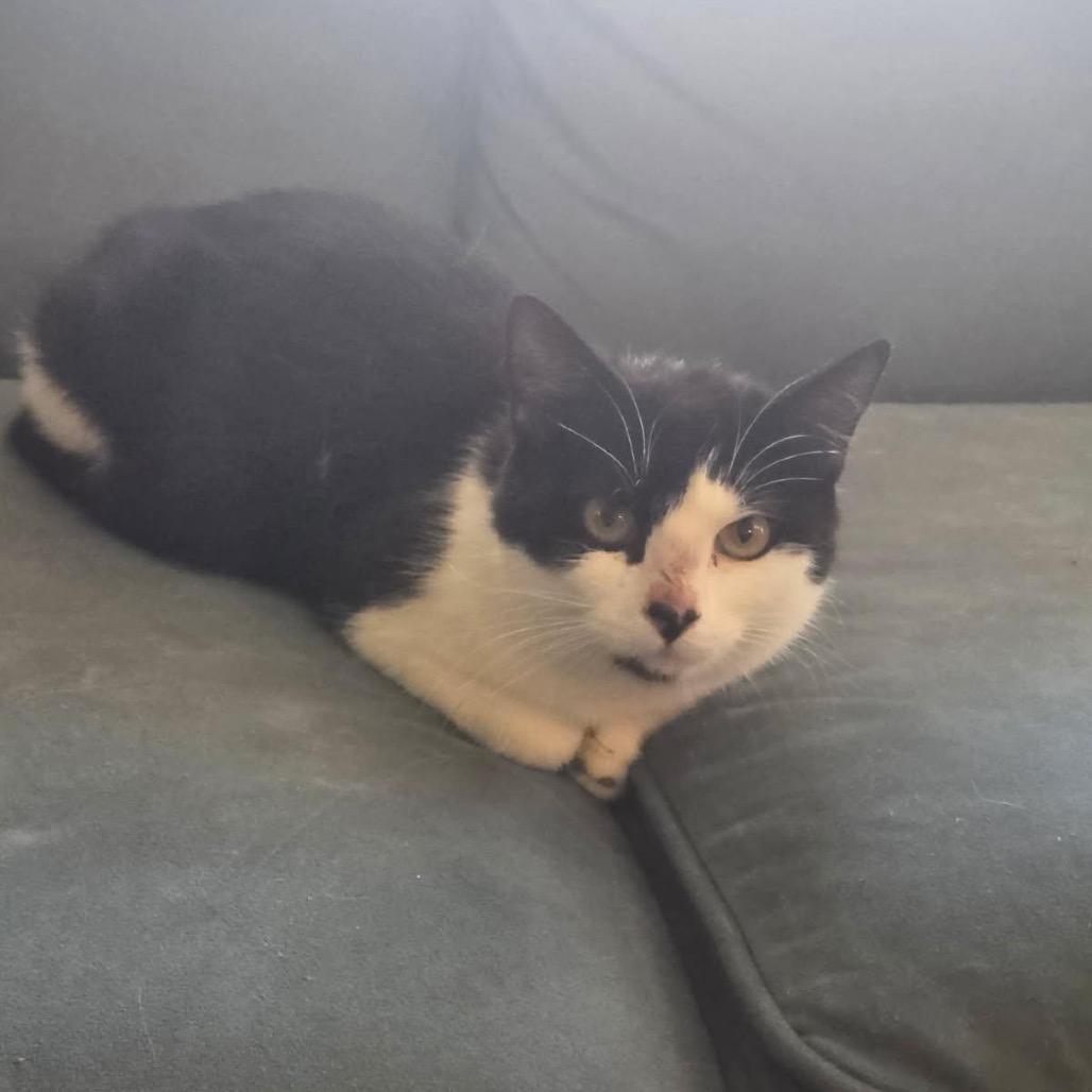 Enlarge Liberty, a Adoptable Domestic Short Hair in Harrisonburg, VA image 3/3