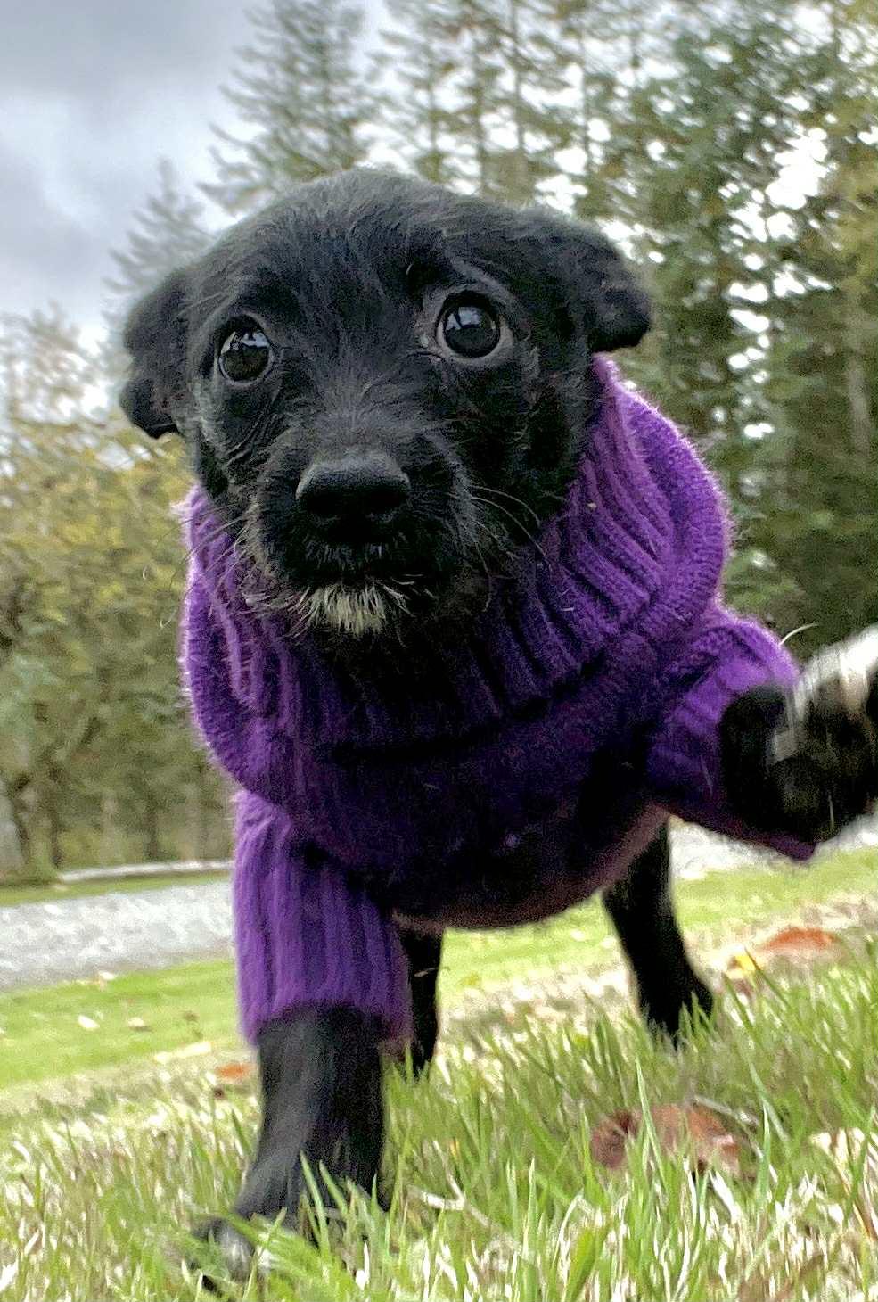 Enlarge George, a Adoptable mixed breed in Seattle, WA image 2/4