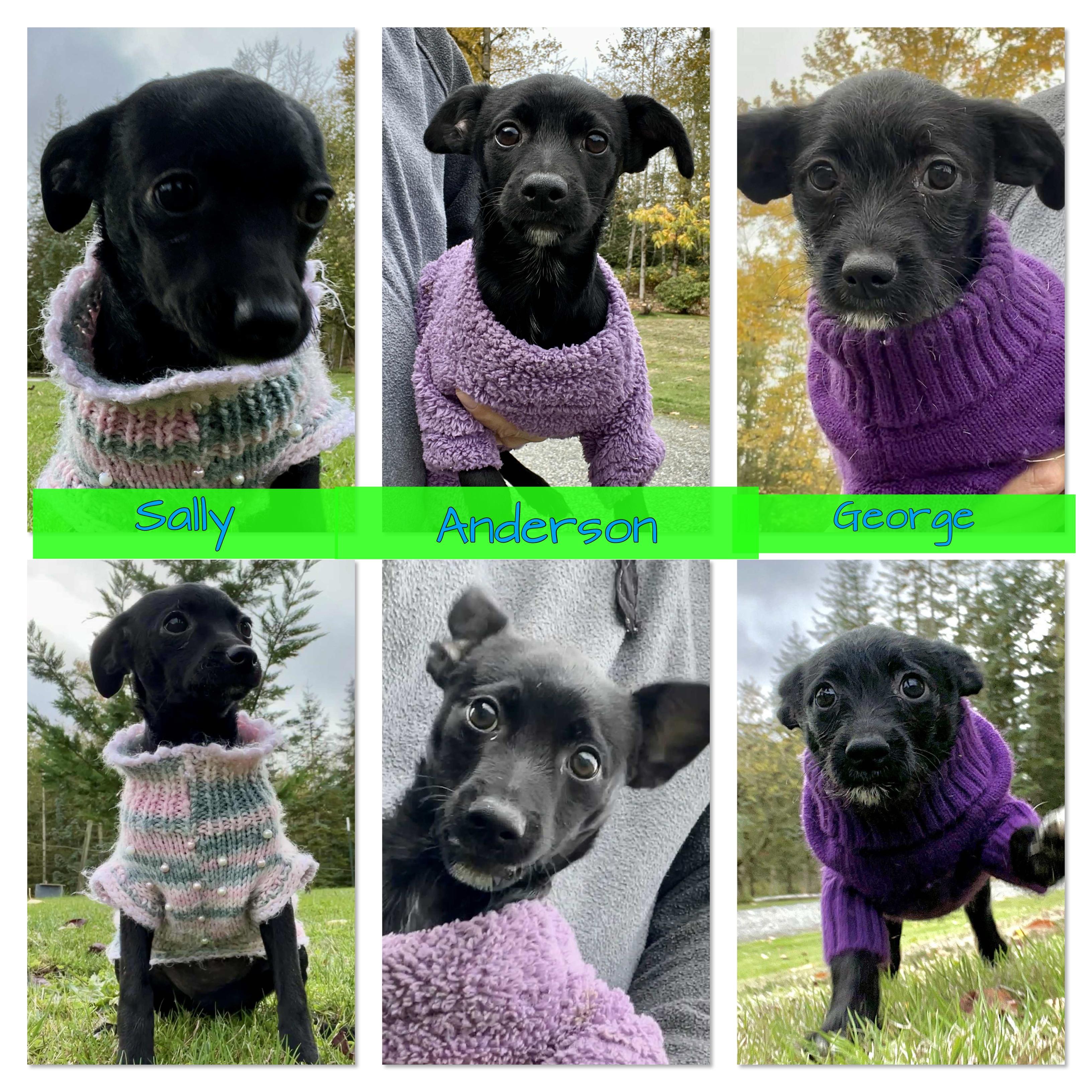 Enlarge George, a Adoptable mixed breed in Seattle, WA image 4/4