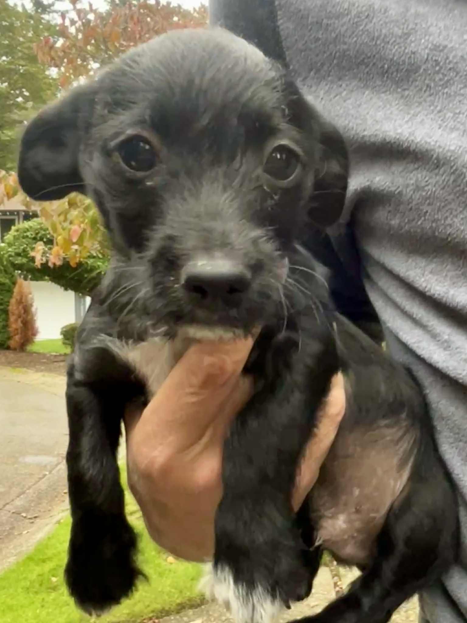 Enlarge George, a Adoptable mixed breed in Seattle, WA image 3/4