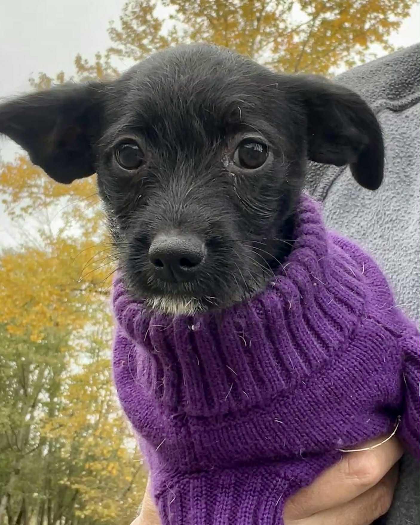 George, Adoptable, Young Male Chihuahua & Terrier.
