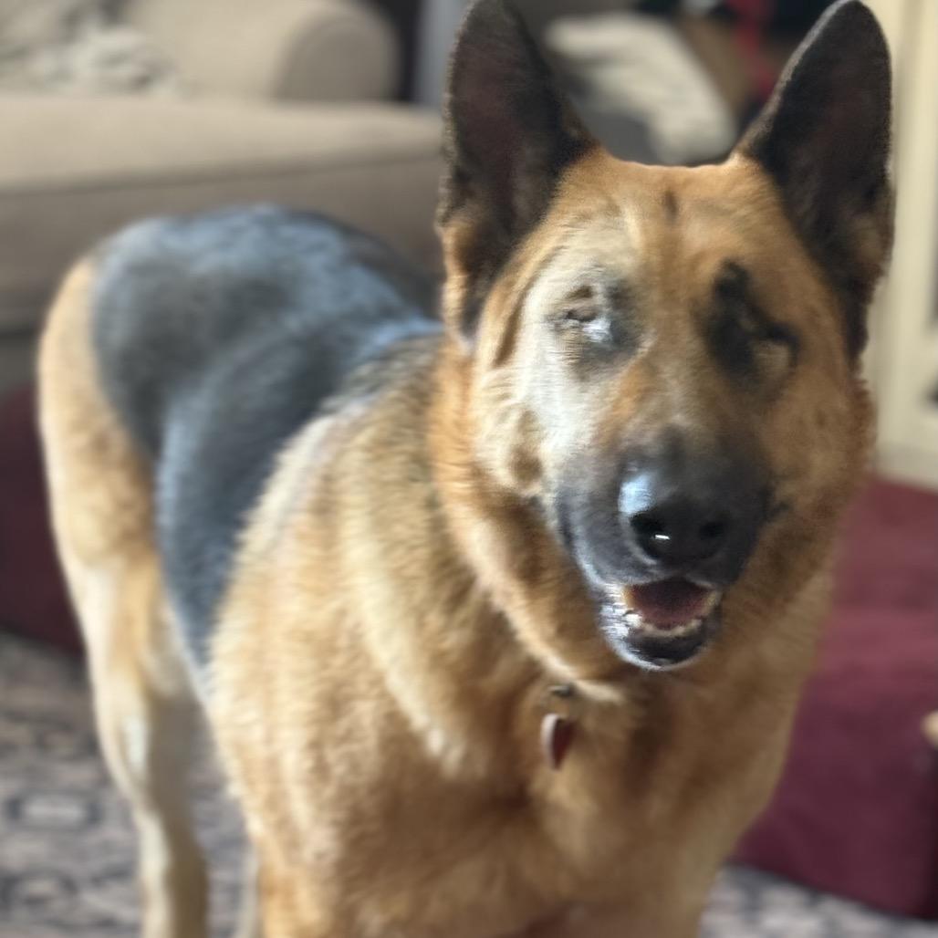 Enlarge Boy A2165384, a Adoptable German Shepherd Dog in San Antonio, TX image 4/6