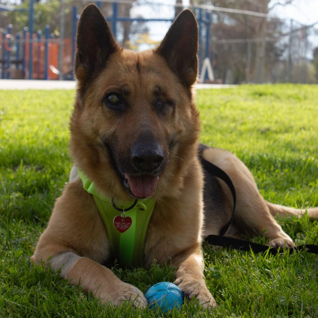 Enlarge Boy A2165384, a Adoptable German Shepherd Dog in San Antonio, TX image 5/6