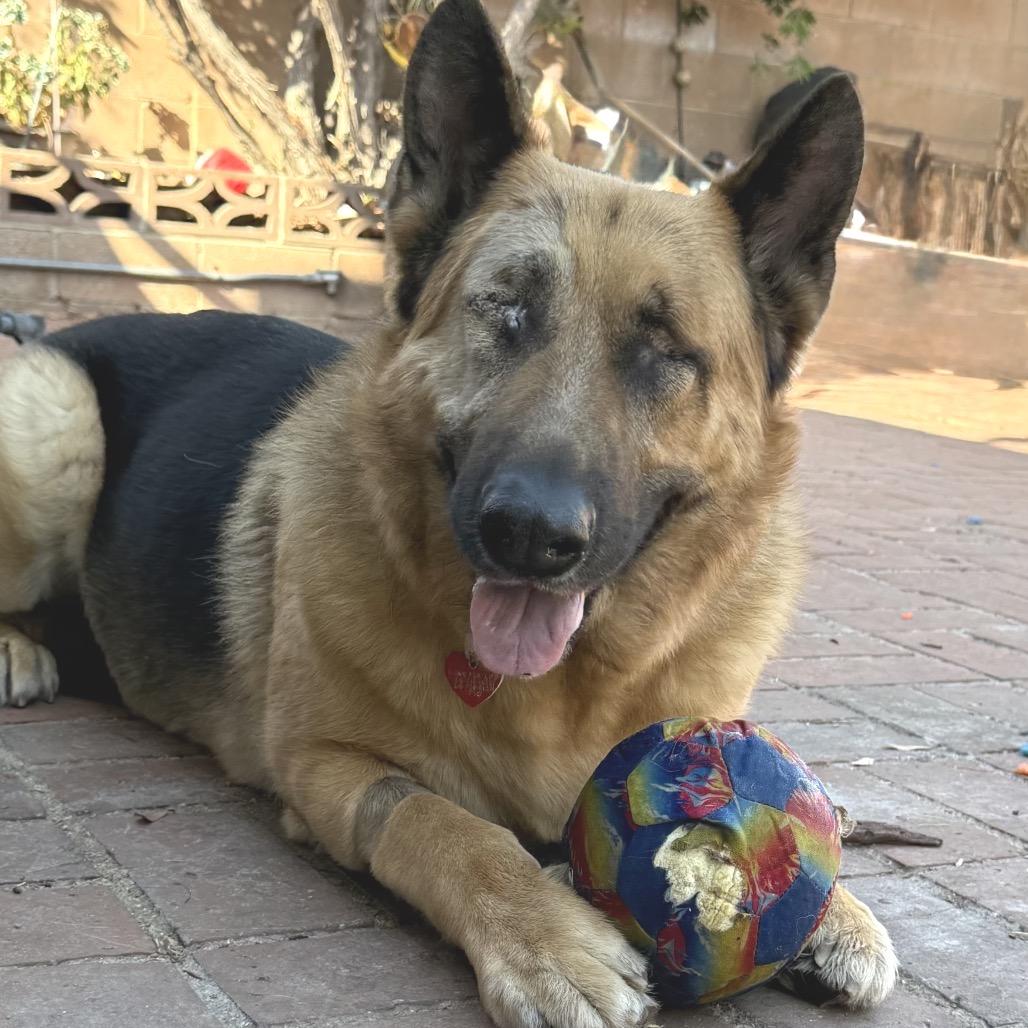 Enlarge Boy A2165384, a Adoptable German Shepherd Dog in San Antonio, TX image 6/6