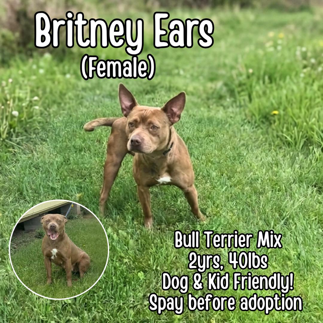 Enlarge Britney Ears, an adopted mixed breed in Lancaster, KY image 1/1