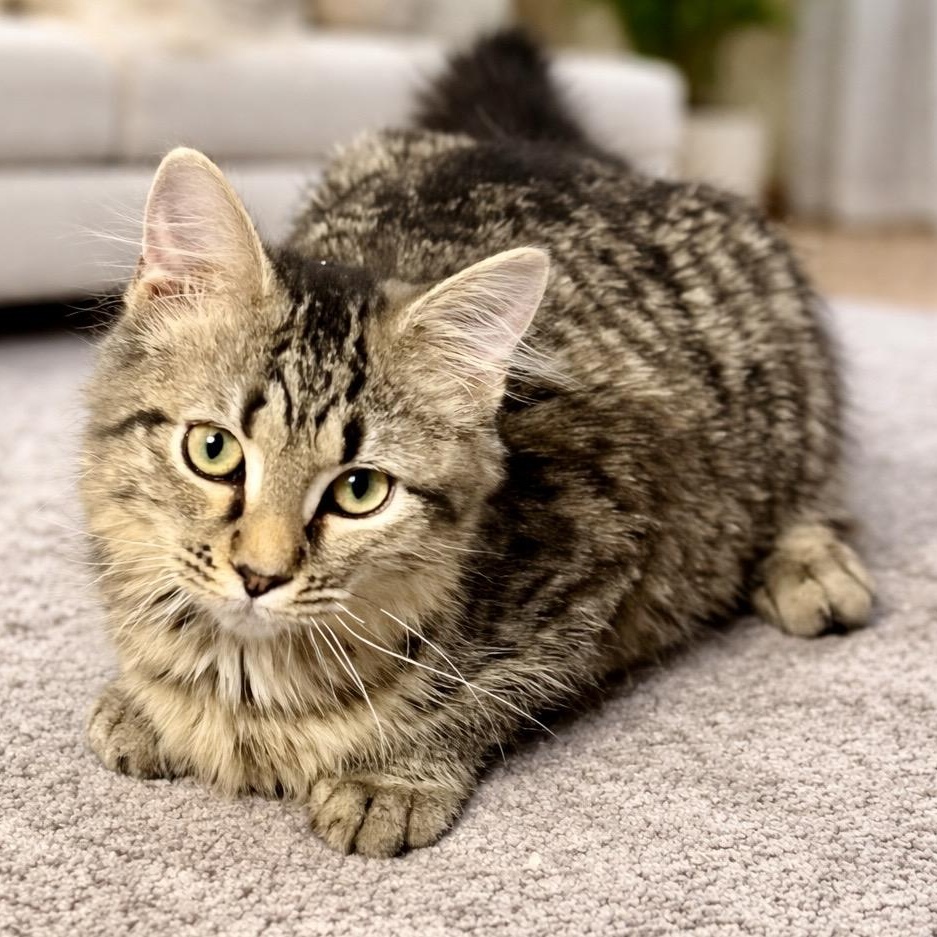 Enlarge Tilly, a ADOPTABLE mixed breed in Bethel, CT image 1/5