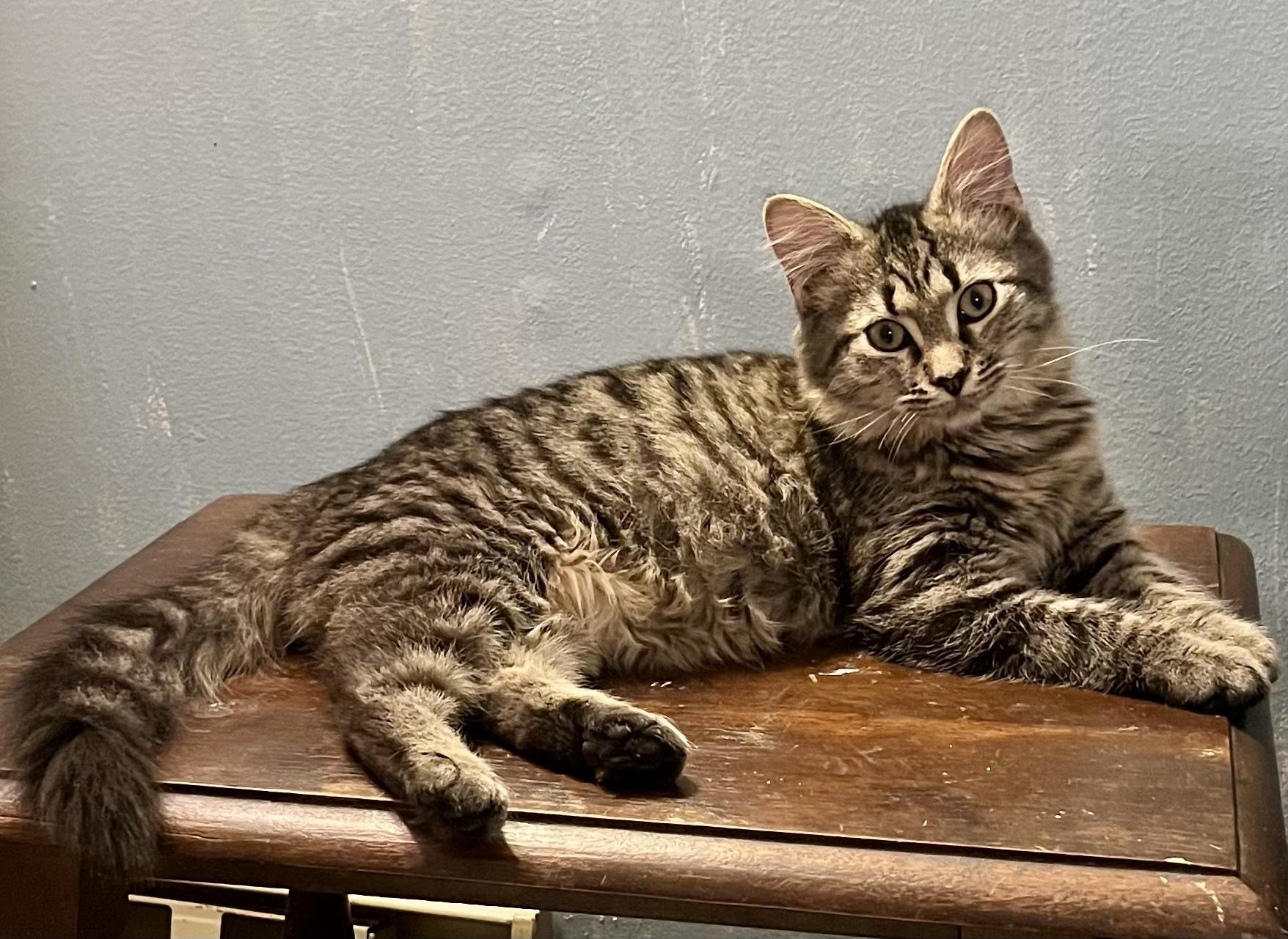 Enlarge Tilly, a ADOPTABLE mixed breed in Bethel, CT image 4/5