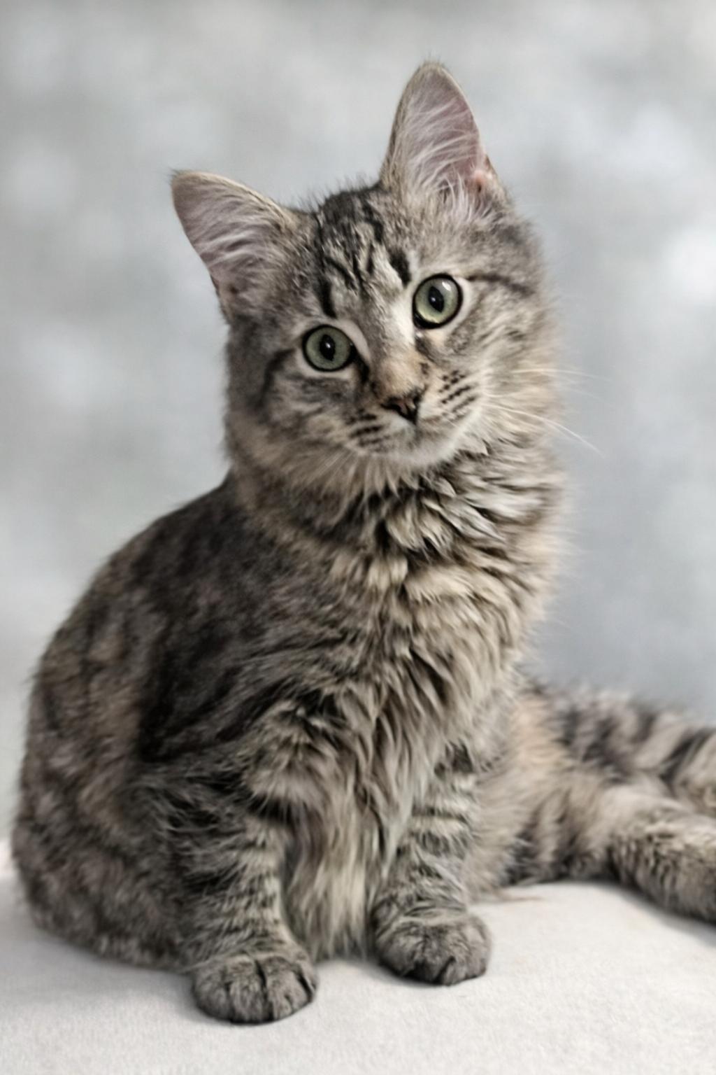 Enlarge Tilly, a ADOPTABLE mixed breed in Bethel, CT image 3/5