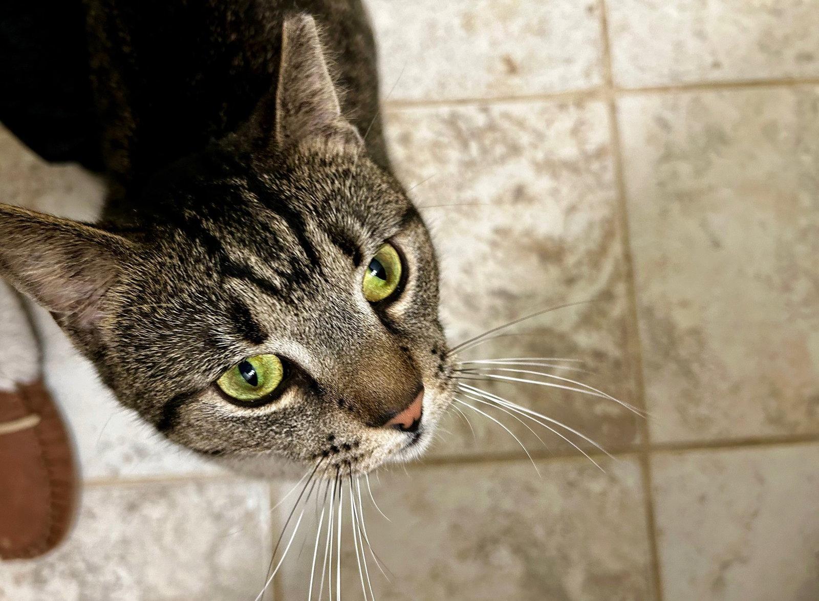 Hector- likes dogs FEE SPONSORED, Adoptable, Adult Male Domestic Short Hair.