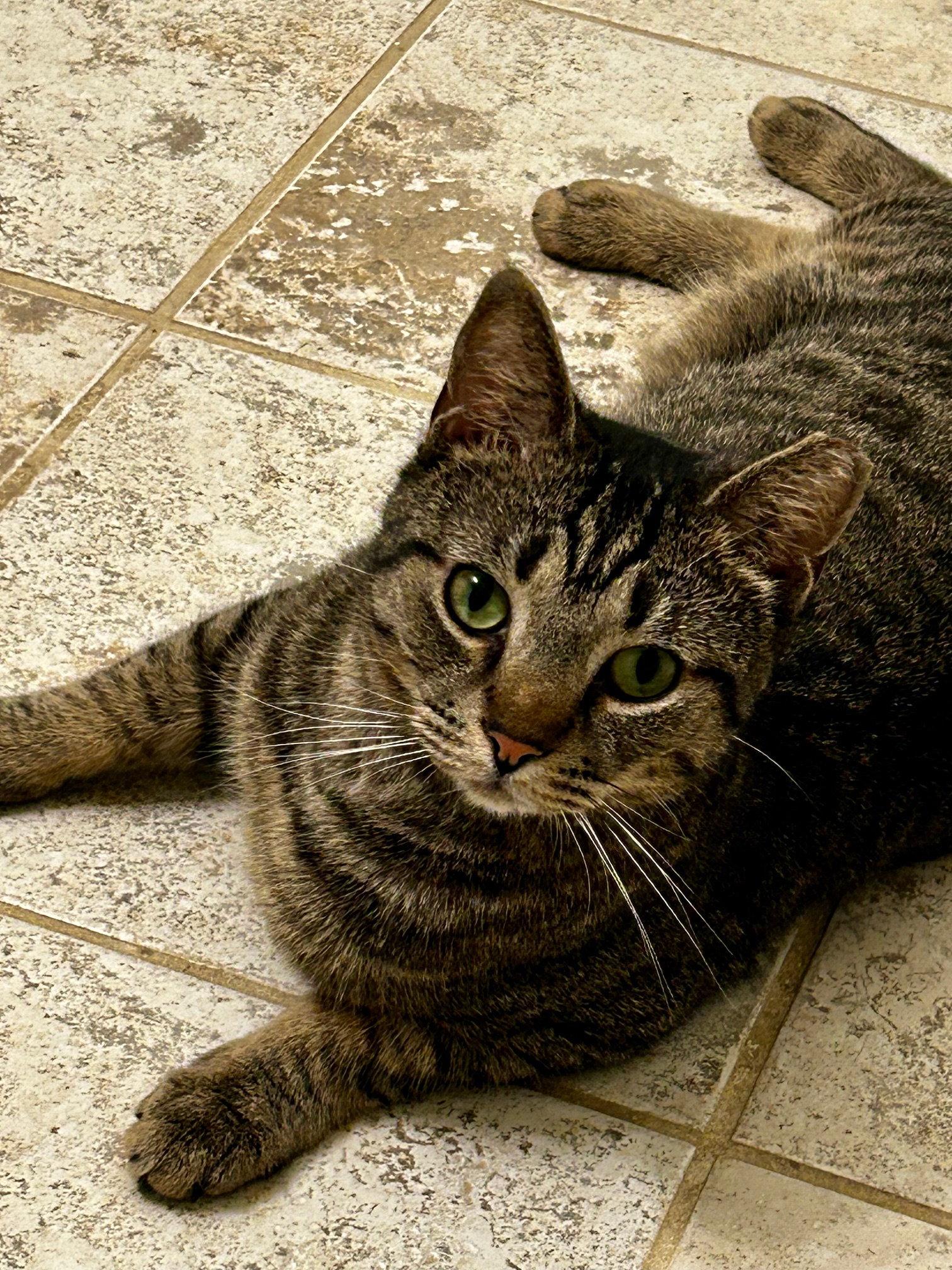 Enlarge Hector- likes dogs FEE SPONSORED, a Adoptable Domestic Short Hair in Herndon, VA image 2/3