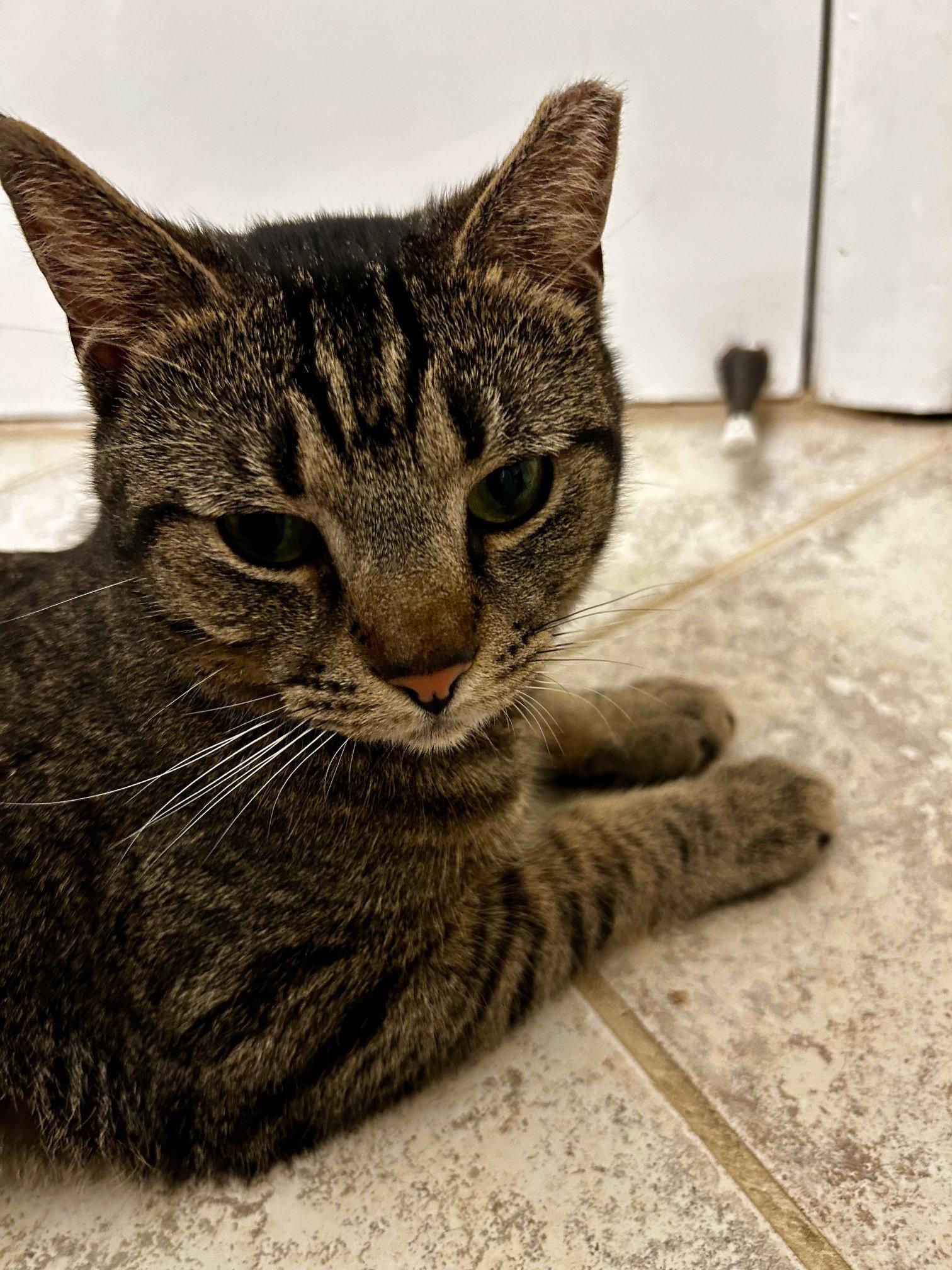 Enlarge Hector- likes dogs FEE SPONSORED, a Adoptable Domestic Short Hair in Herndon, VA image 3/3