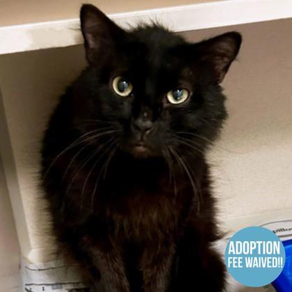 Enlarge Antman, a ADOPTABLE mixed breed in Sacramento, CA image 1/2
