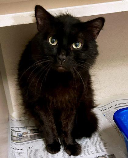 Enlarge Antman, a ADOPTABLE mixed breed in Sacramento, CA image 2/2